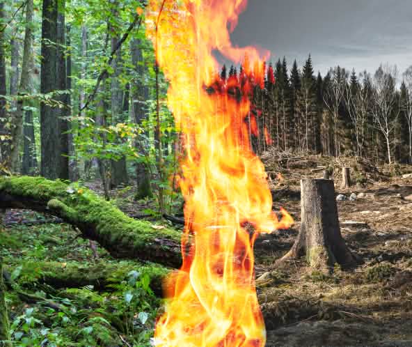 Fotomontage collage con un bosque verde a la izquierda, uno destruido a la derecha y en el centro un fuego