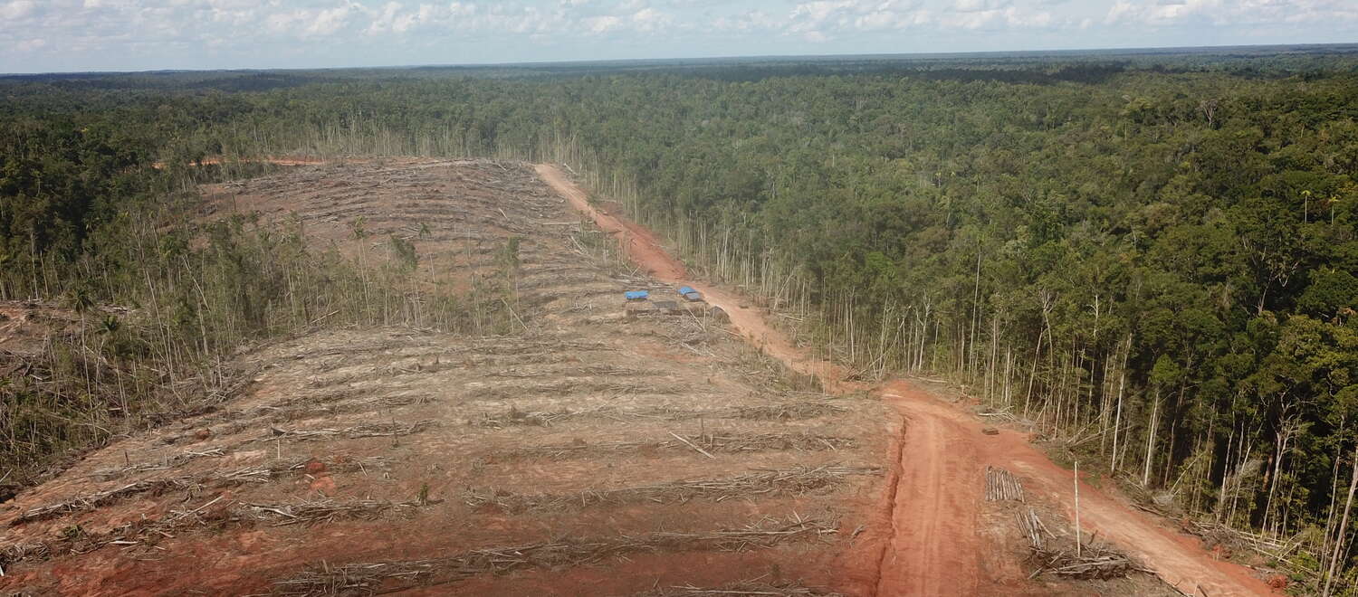 Deforestación en Papua para establecer una plantación de palma aceitera