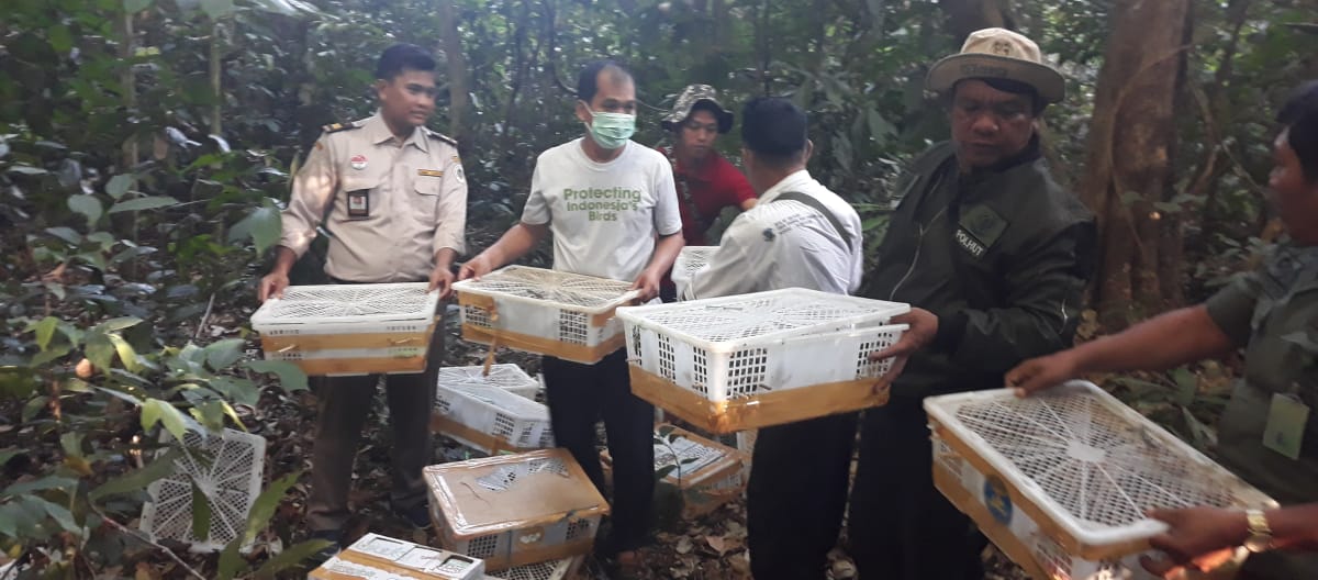 Alto al contrabando de fauna salvaje: Nuestra organización aliada FLIGHT de Indonesia se dedica a liberar aves silvestres de su encierro