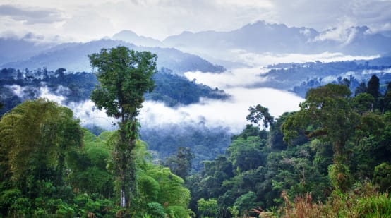 Bosque húmedo tropical de la montaña de Los Cedros, Ecuador