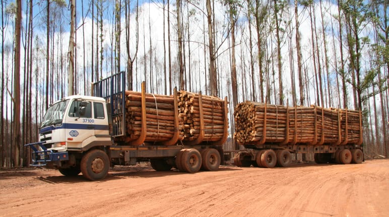 Gran camión de transporte cargado de madera procedente de plantaciones de eucalipto quemadas en Suazilandia, África.