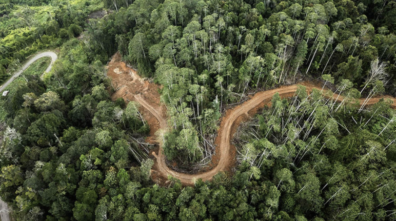 Foto tomada con un dron que muestra como cortan una franja en el bosque