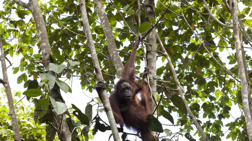 Orangután en un árbol