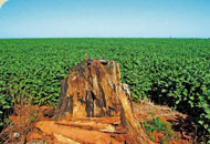 Campo de soja