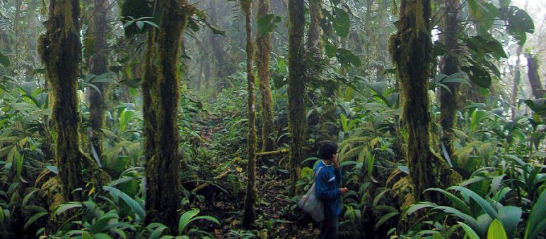 Bosque nublado de Intag, cantón Cotacachi, provincia Imbabura, Ecuador Bosque de niebla amenazado por proyecto minero