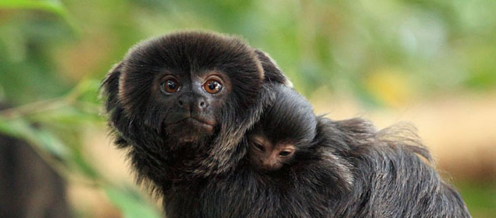 Alto Purús tiene una gran biodiversidad © Stiftung Papiliorama (Suiza)/Thomas Rawyler