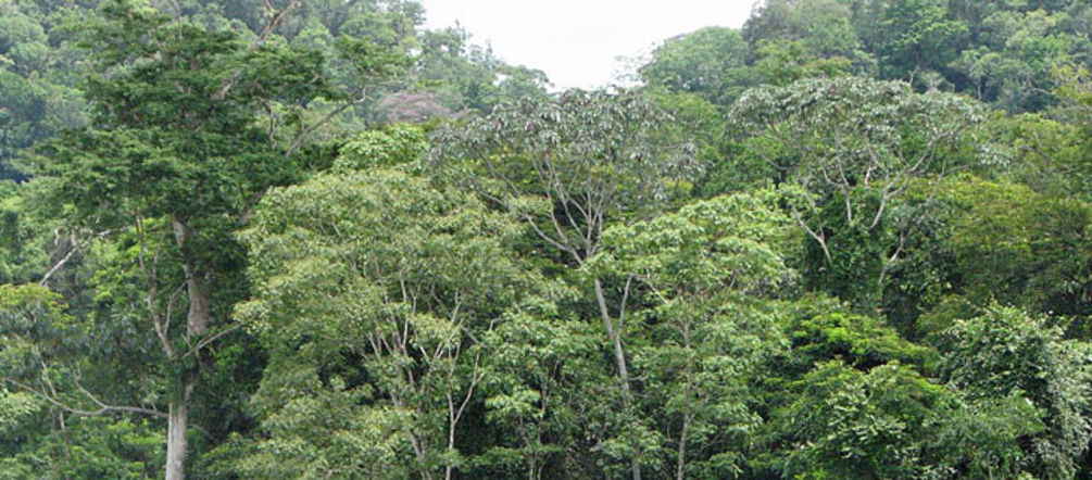 El bosque amenazado