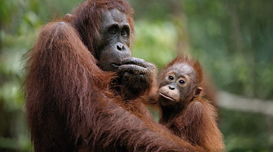 Hembra orangután con cría