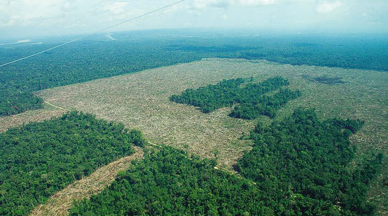 Selva destruida para monocultivos industriales