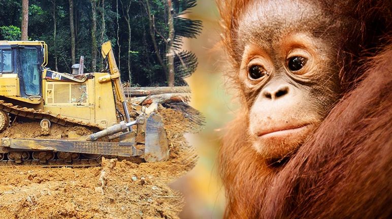 Un oranguntan mira desesperado como una excavadora destruye la selva