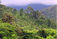 La selva al sur de Palawan