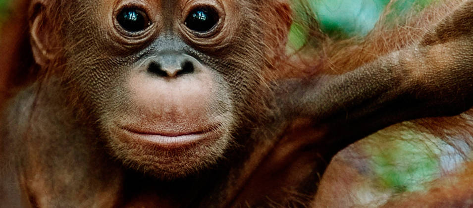 Orangután bebé