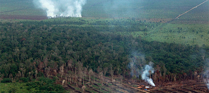 Selva en Indonesia