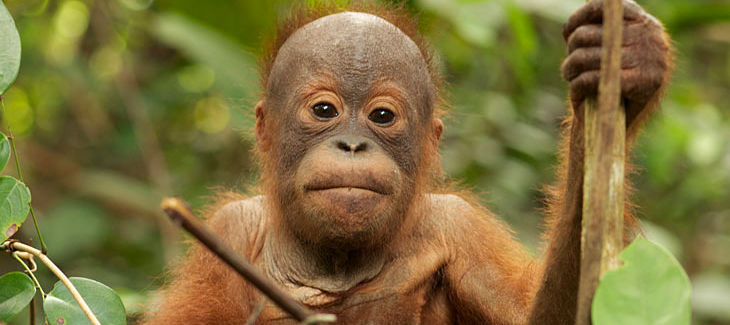 Orangután en la selva indonesia