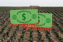 Dólares manchado de sangre sobre una plantación de palma