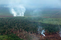 Selva en Indonesia