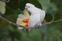 Una cacatúa filipina asea su cola en la selva