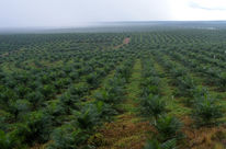 Plantación de palma