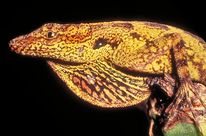 Reptil