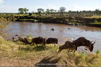 Ñus en el Serengeti