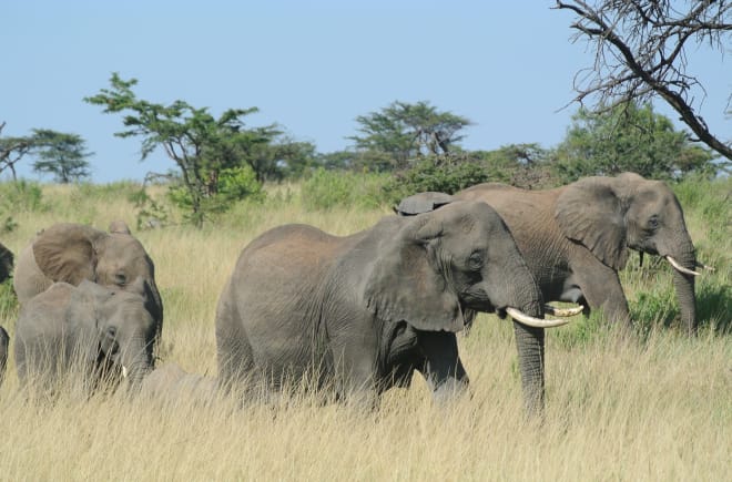 Manada de elefantes en el Serengeti