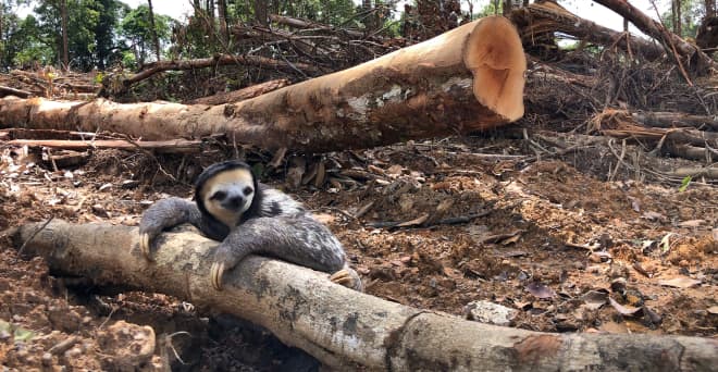 Un perezoso de garganta blanca se aferra al tronco de un árbol talado en la selva tropical