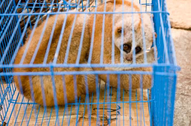 Loris en un mercado en Myanmar