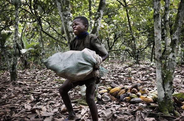 Trabajo infantil en plantación de cacao, Costa de Marfil