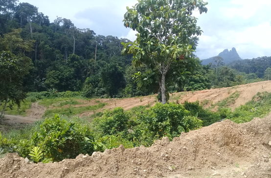 Superficie de selva talada con el karst de Tres Marías de fondo