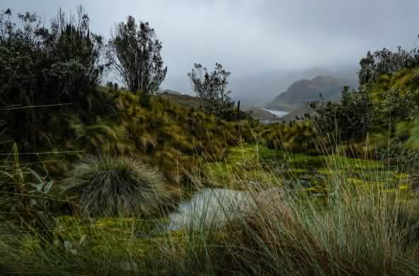 Páramos en el Parque Nacional del Cajas, Azuay, Ecuador