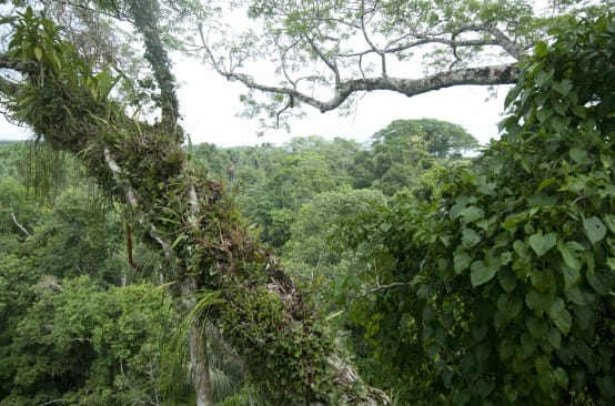 Parque Nacional Yasuní en Ecuador