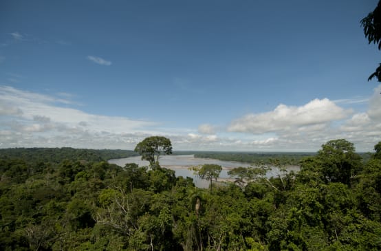 Vista elevada del bosque y río en el Parque Nacional Yasuní