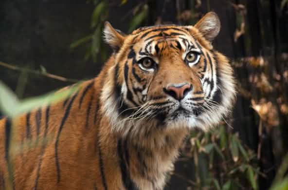 Tigre de Sumatra (Panthera tigris sumatrae)