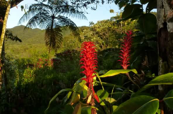 Bosque Protector Los Cedros