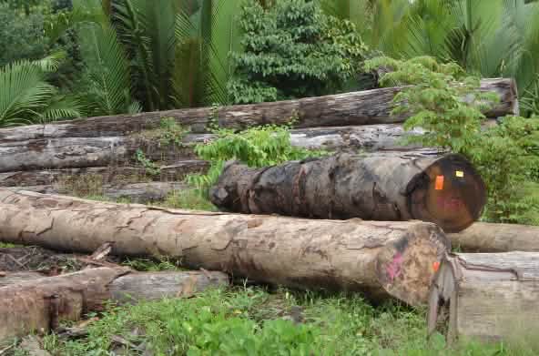 Tala de madera