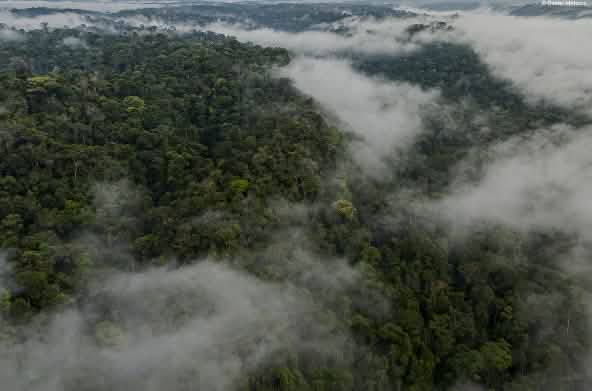 Vista aérea del Parque Nacional Yasuní con niebla