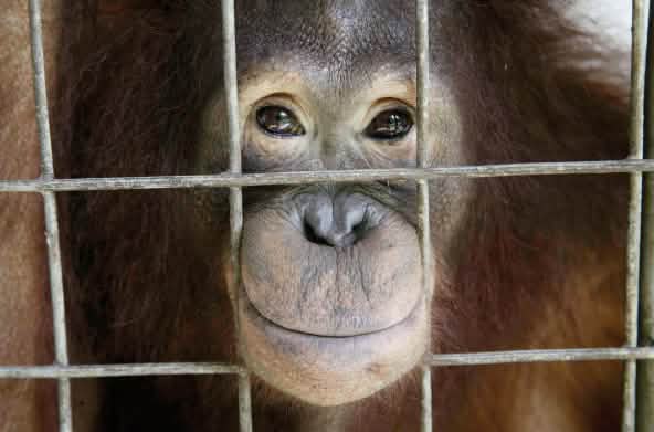 Orangután mirando a través de los barrotes de una jaula
