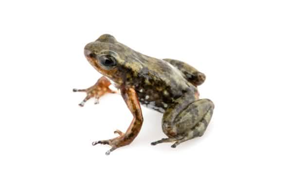 Rana nodriza confusa (Ectopoglossus Confusus), endémica de la zona de Intag, Ecuador