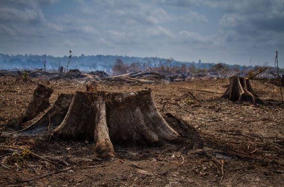 Incendio en el río Xingu, en Brasil
