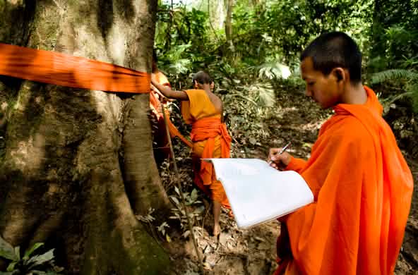 Monjes de Camboya marcan los árboles gigantes de la selva en el valle de Areng.