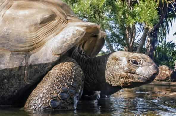 Tortuga gigante de las Seychelles (Aldabrachelys gigantea)