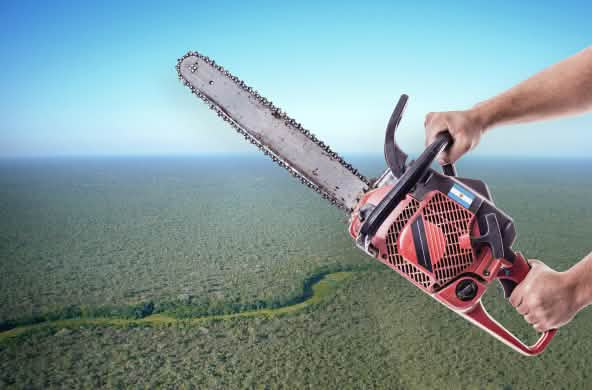 Fotomontaje: Motosierra en mano, al fondo se puede ver el paisaje característico del Gran Chaco Americano