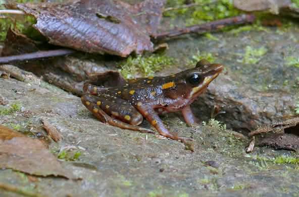 Rana endémica Arlequin hocicudo (Atelopus longirostris)