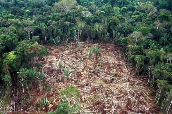 Tala de la Amazonía en Brasil