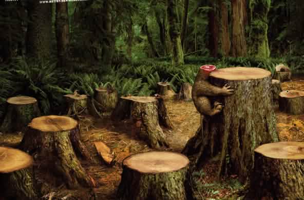 No sólo muere la selva