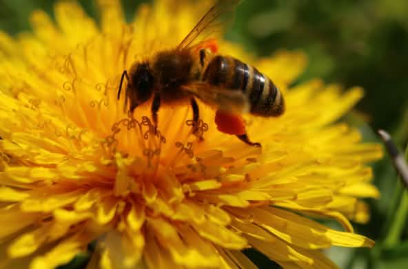 Abeja en flor