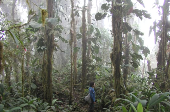 Vista del bosque nublado de Intag. Una persona se encuentra también en la imagen.