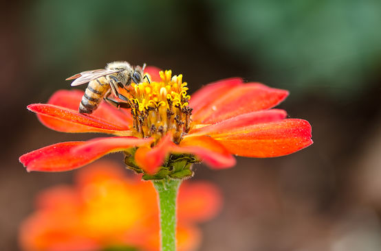 Abeja en una flor