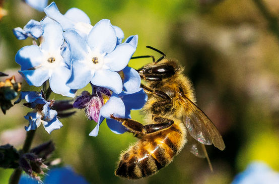 Abeja en una flor