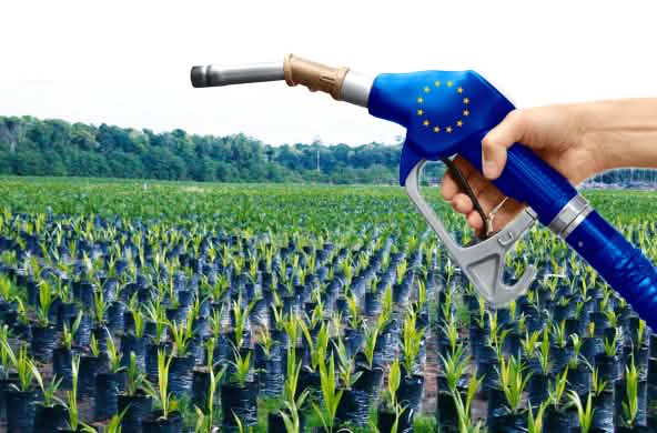 Aceite de palma, biocombustible UE